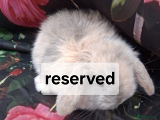 Mini Lop rabbits Mini lop rabbits - Advert 13