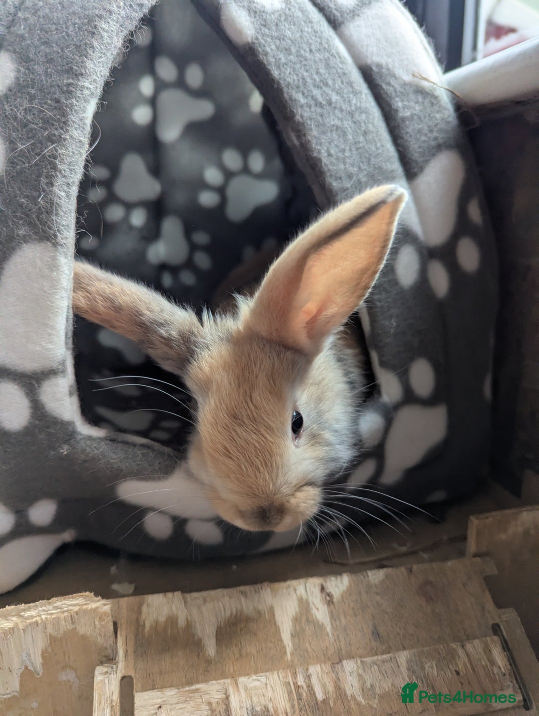 English Lop rabbits for sale: Lop mixed dot baby rabbits  - Advert 12