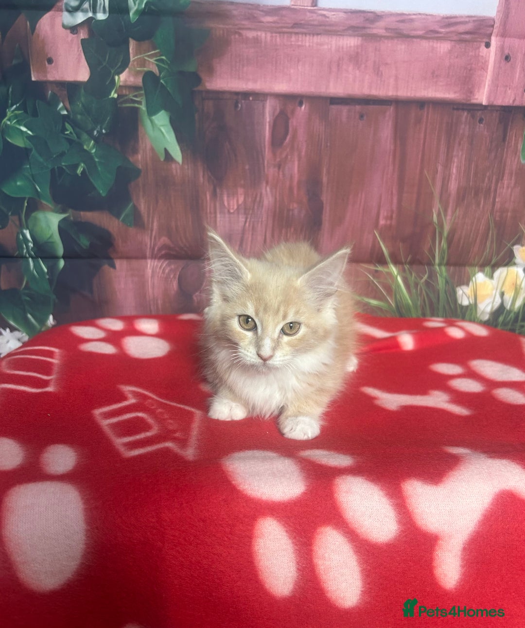 Maine Coon cats for sale: Maine Coon Kittens. Vaccinated. READY NOW  - Image 4