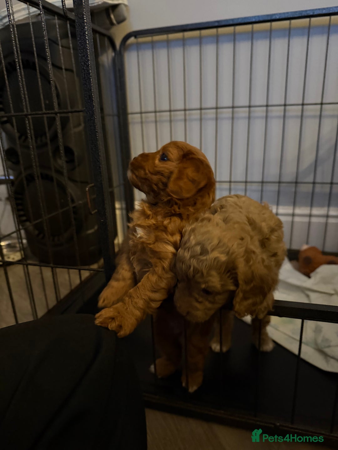 Cavapoo dogs for sale: Cavapoo  - Advert 4