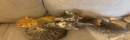 Mixed Breed cats for sale: Sweet tabby kittens (2 boys, 1girl) - Advert 3