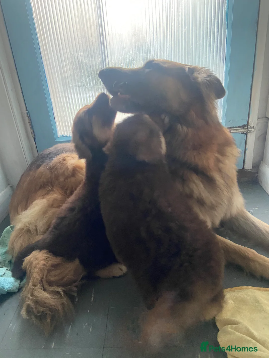 German Shepherd dogs for sale: German shepherd Isabella  in Ashford - Advert 7