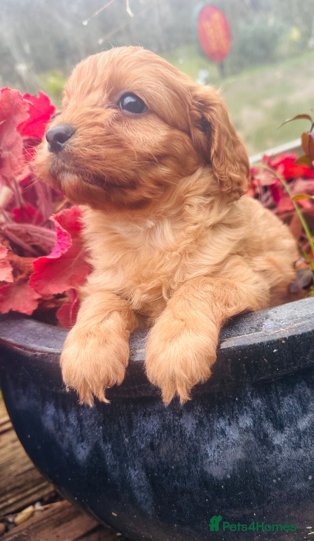 Cavapoo dogs for sale: Bright red not to curly f1 Cavapoo’s  - Advert 8