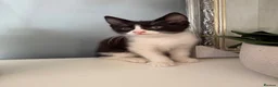 Mixed Breed cats for sale: 3 beautiful kittens for sale - Advert 9