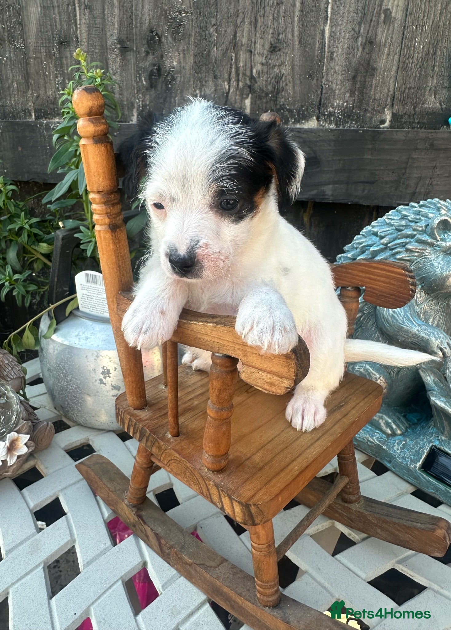 Jackapoo dogs Stunning F1 Jackapoos  - Advert 1