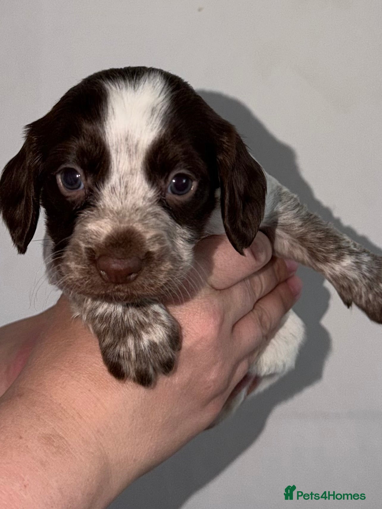 Cocker Spaniel dogs (LAST FEMALE) Cocker spaniel puppies  - Advert 7