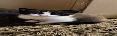 Domestic Shorthair Kitten 4