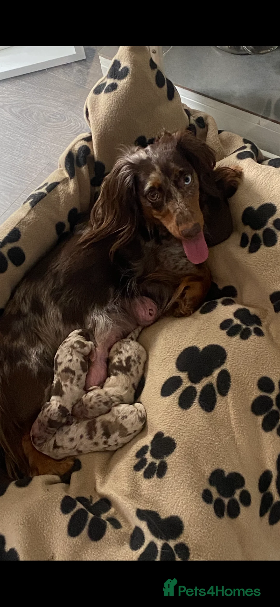 Miniature Dachshund dogs for sale: Stunning kc reg long haired mini dachshund pups  - Advert 1