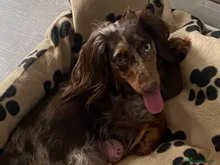 Miniature Dachshund dogs Stunning kc reg long haired mini dachshund pups - Advert 11