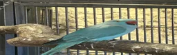 Ringnecks birds for sale: Indian Ringnecks  - Advert 5