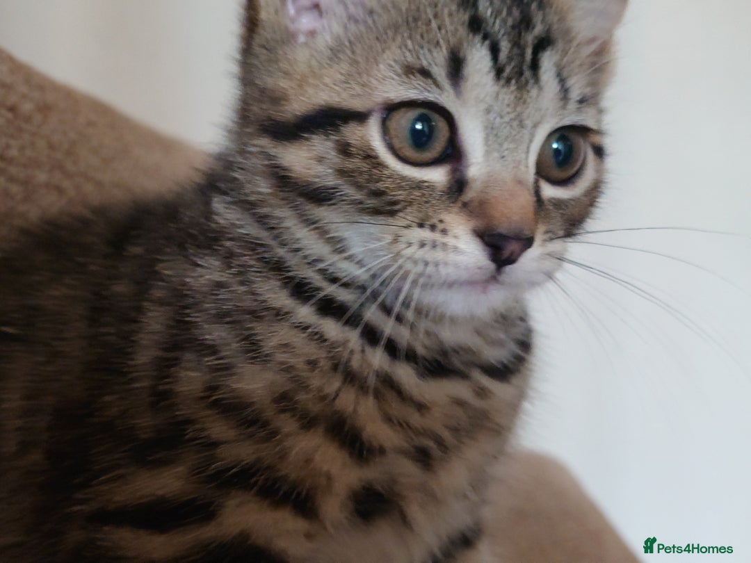 Mixed Breed cats for sale: 6 kittens of a Persian mum with Tuft ears. - Advert 11