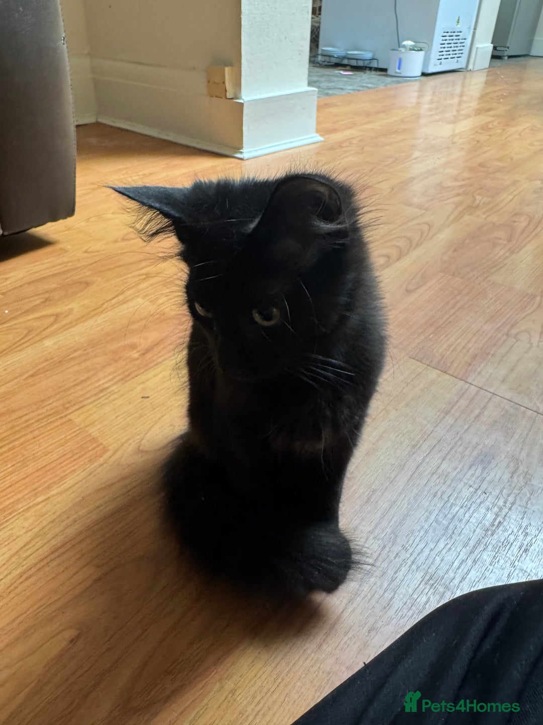 Mixed Breed cats for sale: Tuxedo/tabby mix bread cat - Image 14