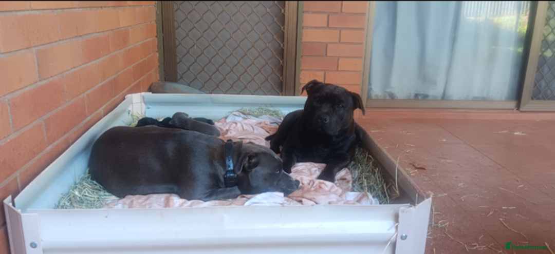 Staffordshire Bull Terrier dogs for sale: cute chunky staffies for all and🐶 - Image 8