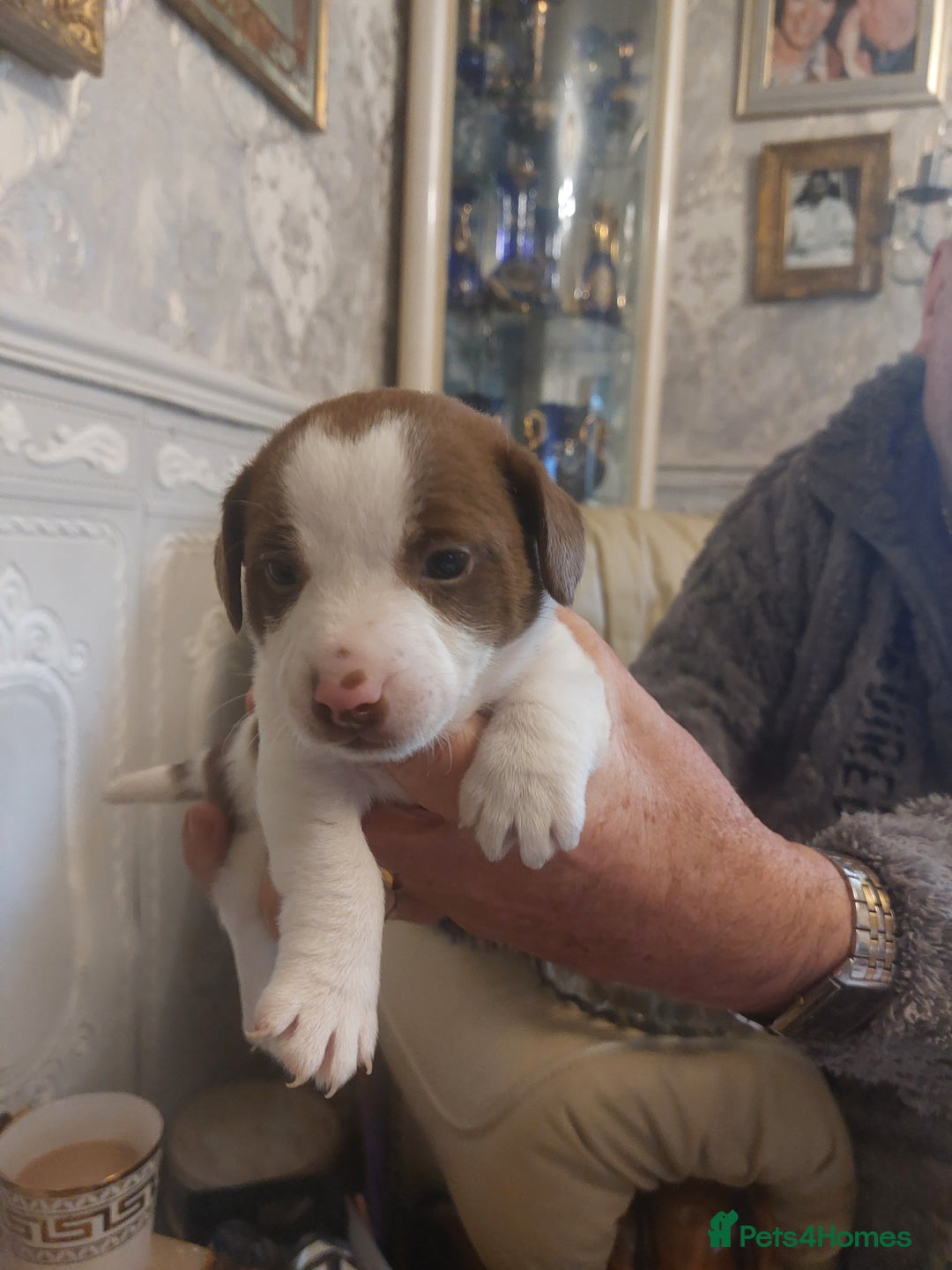 Jack Russell dogs for sale: Truly Superb  Russels - Advert 15