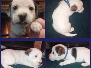 Jack Russell dogs Stunning jack russell puppies - Advert 7