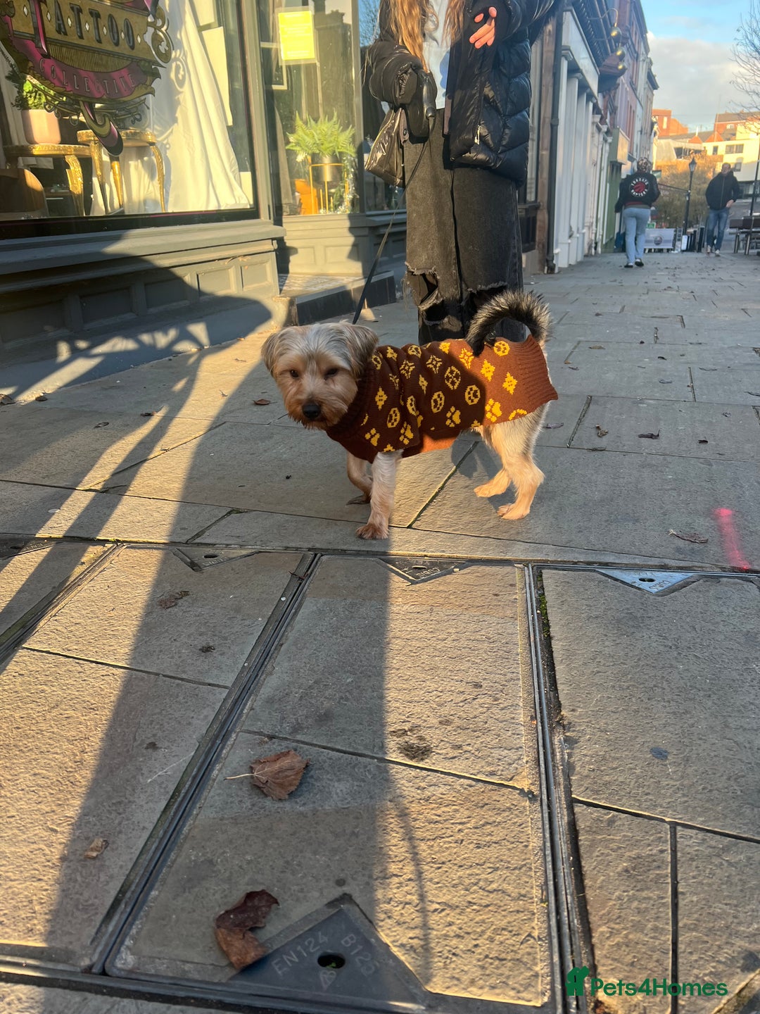 Yorkshire Terrier dogs for sale: Yorkshire terrier  - Advert 6