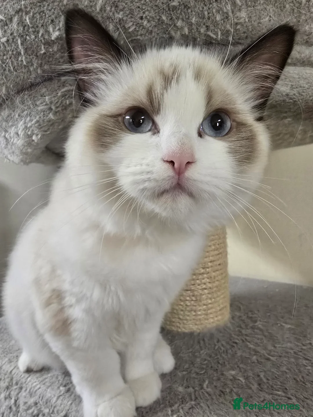 Ragdoll cats for sale: Last Gccf registered girl available  - Advert 3