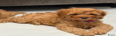 Cavapoo 1