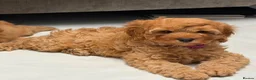 Cavapoo dogs for sale: 5⭐️licensed Breeder, outstanding F1 cavapoo’s  - Advert 20