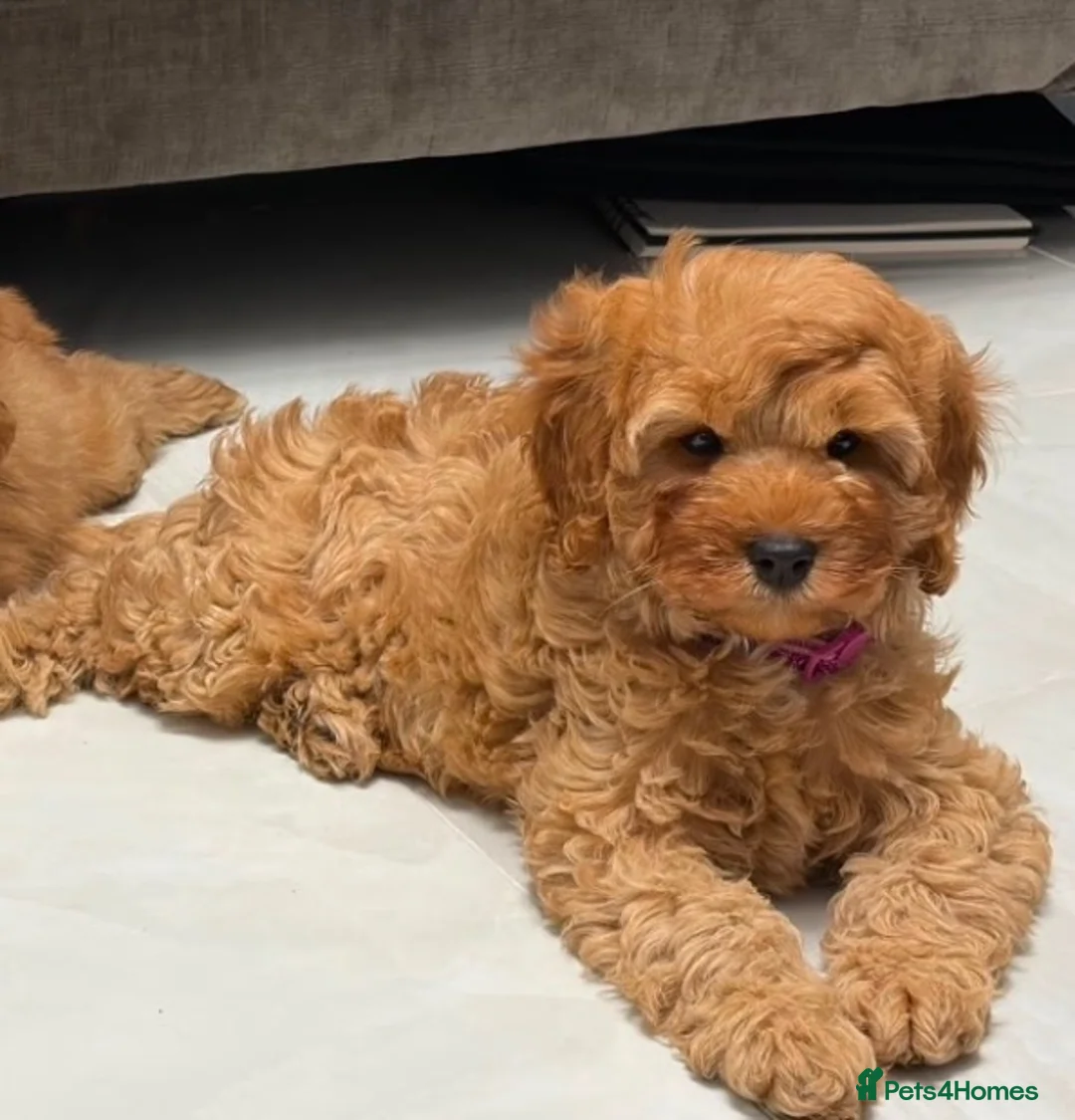 Cavapoo dogs for sale: 5⭐️licensed Breeder, outstanding F1 cavapoo’s  - Advert 20