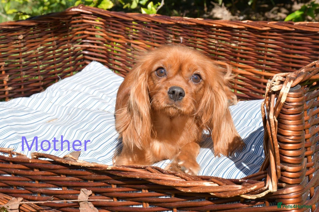 Cavapoo dogs for sale: Beautiful Toy Cavapoo Puppies for sale - Image 27