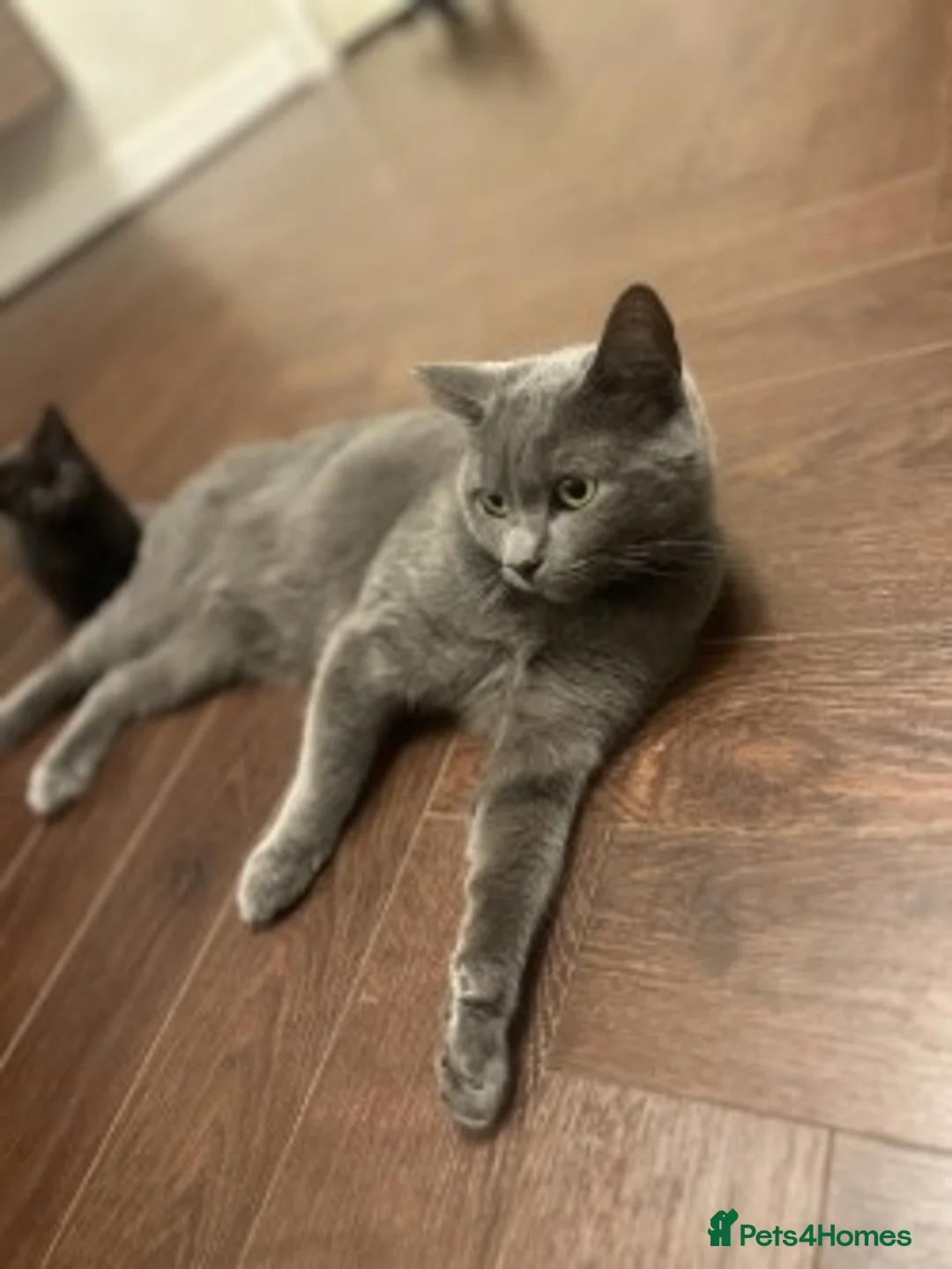 Mixed Breed cats for sale: Gorgeous Kittens Ready for Their New Homes - Advert 12