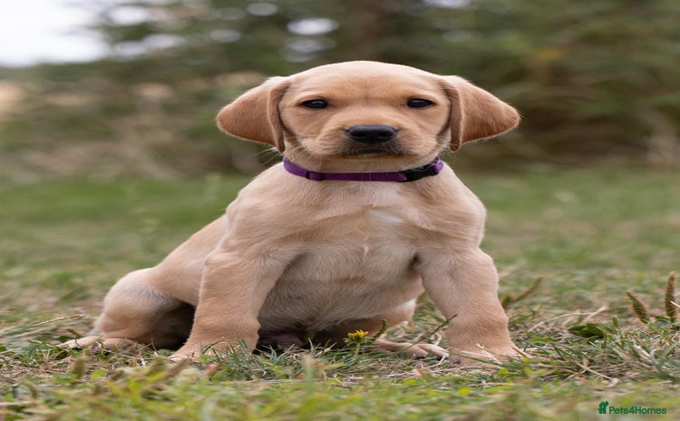 Labrador Retriever dogs - Advert 2