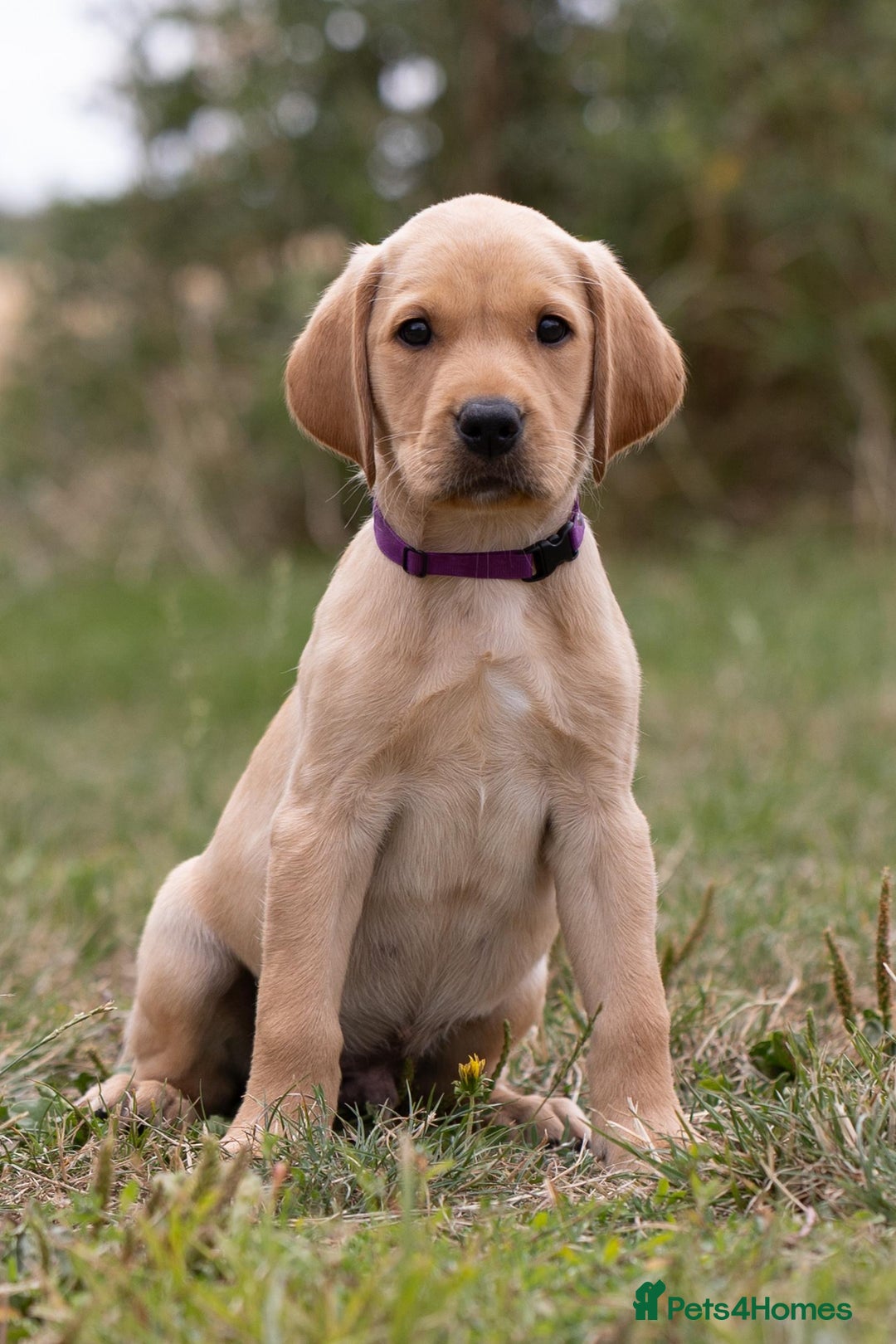 Labrador Retriever dogs for sale: KC Registered fully health tested working labrador - Image 1