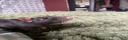 Rat rodents for sale: Rats for rehoming in Wolverhampton - Advert 1