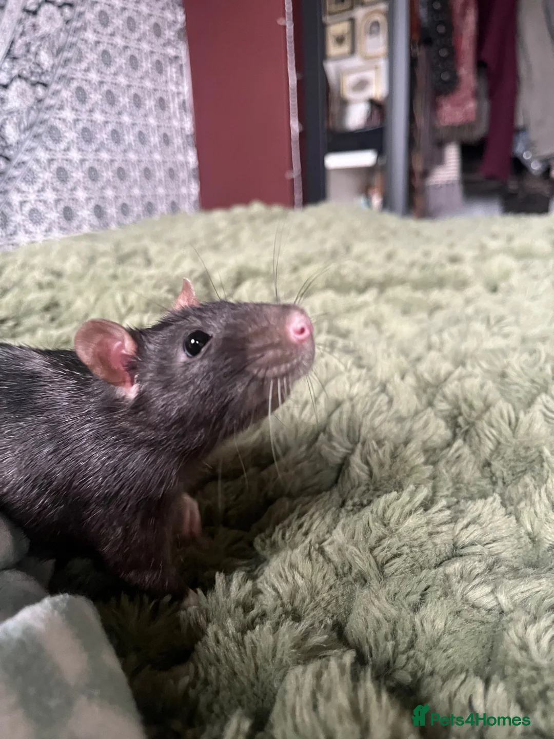 Rat rodents for sale: Rats for rehoming in Wolverhampton - Advert 1
