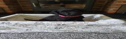 Labrador Retriever dogs for sale: WORKING BLACK LABRADOR PUPPIES-DRAKESHEAD LINE - Advert 11