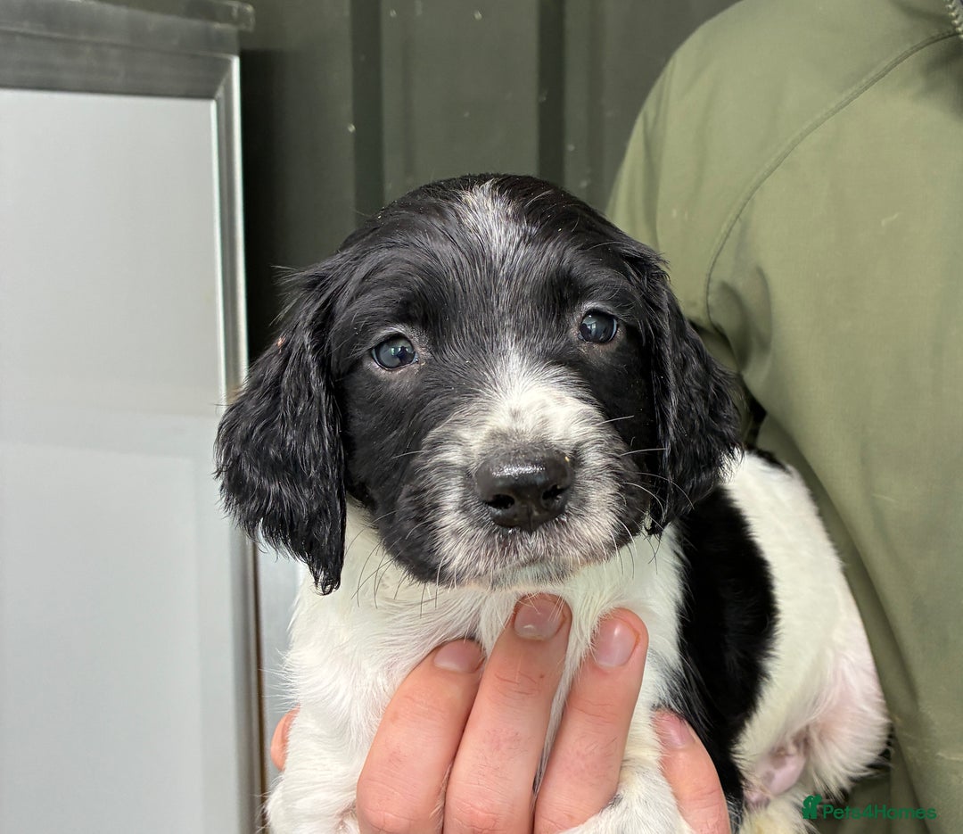 English Springer Spaniel dogs for sale: 5 Star Council Registered Breeder litter - Image 6