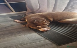 Mixed Breed dogs for sale: Rehousing  - Image 2