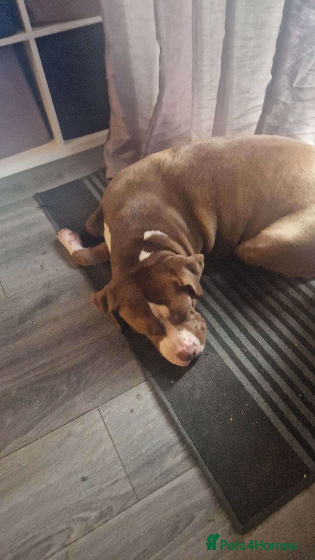 Mixed Breed dogs for sale: Rehousing  - Image 2