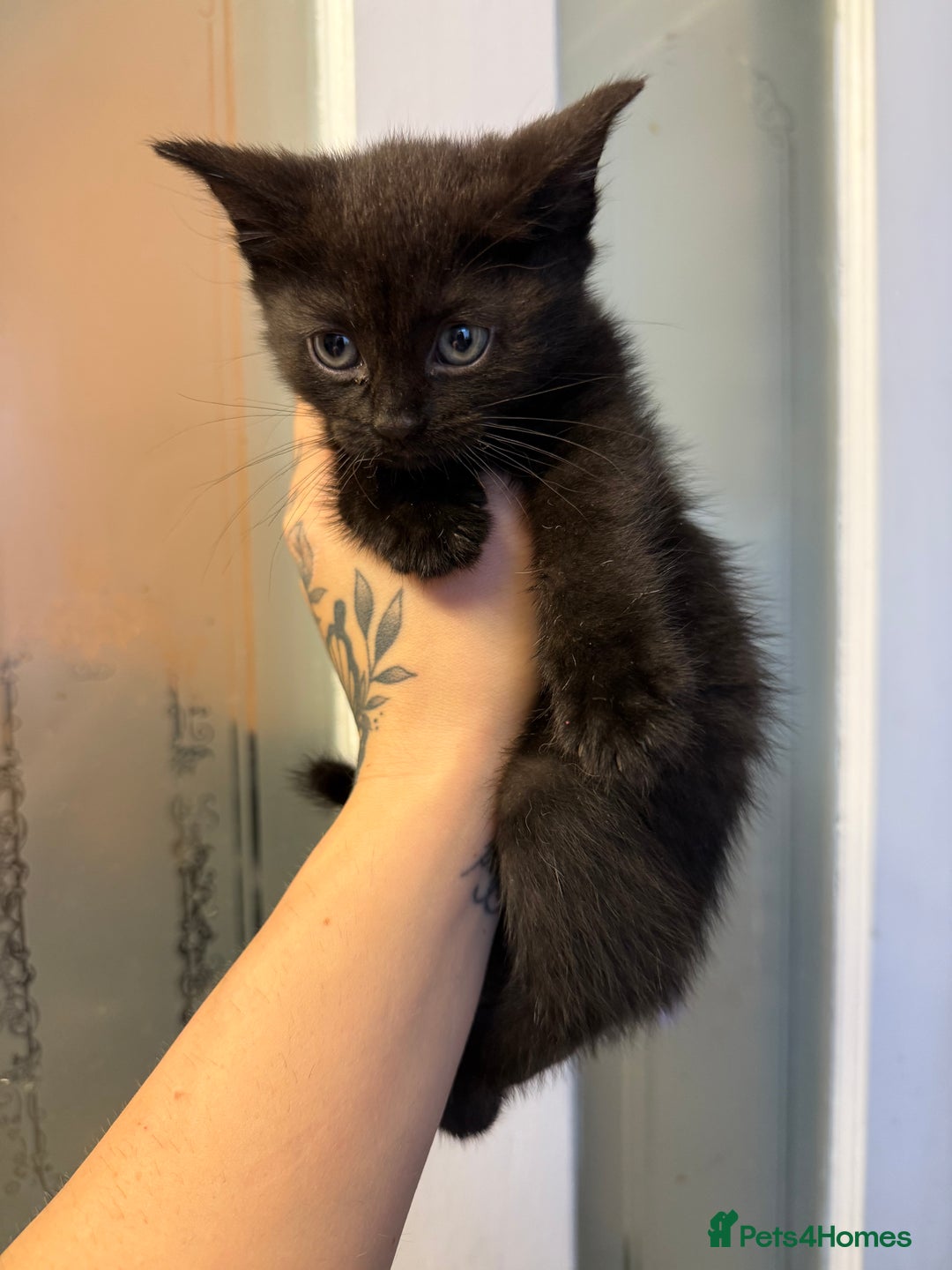 Mixed Breed cats for sale: THREE BLACK KITTENS AVAILABLE  - Image 6
