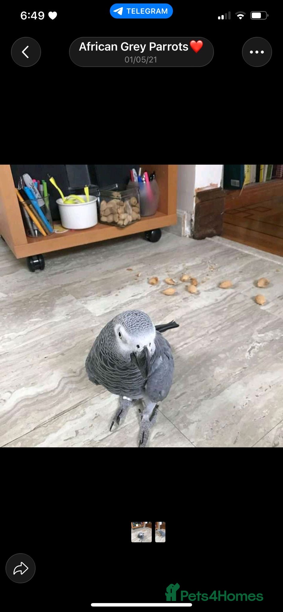 Parrots birds All Parrot scammer - Advert 8