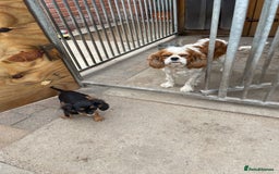 Cavalier King Charles Spaniel dogs for sale: Cavalier King Charles  - Image 3