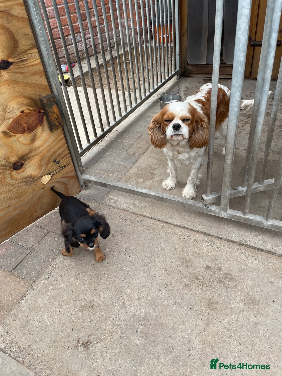 Cavalier King Charles Spaniel dogs for sale: Cavalier King Charles  - Image 3
