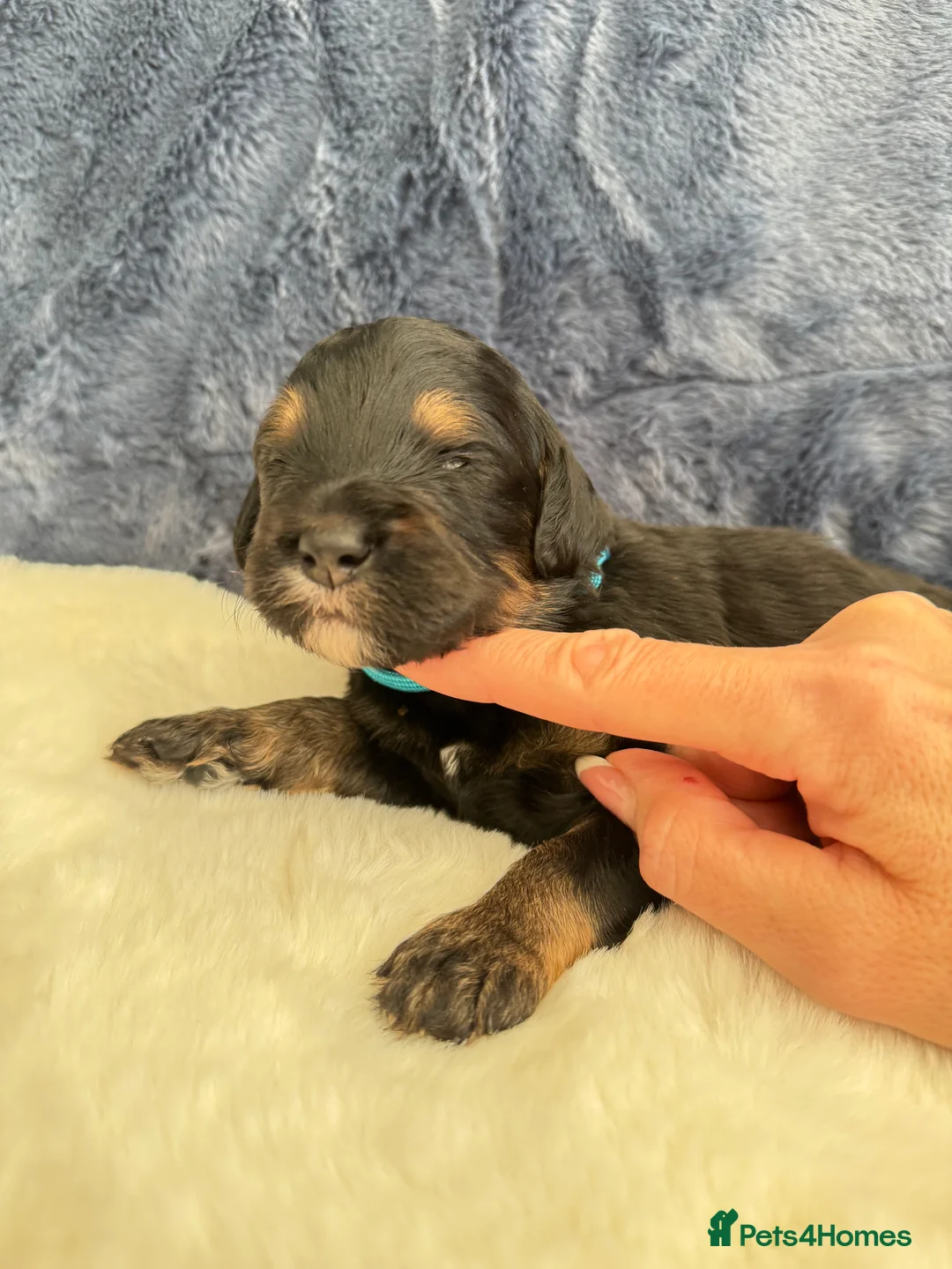 Bernedoodle dogs for sale: Gorgeous Bernedoodle puppies 🖤 - Advert 18