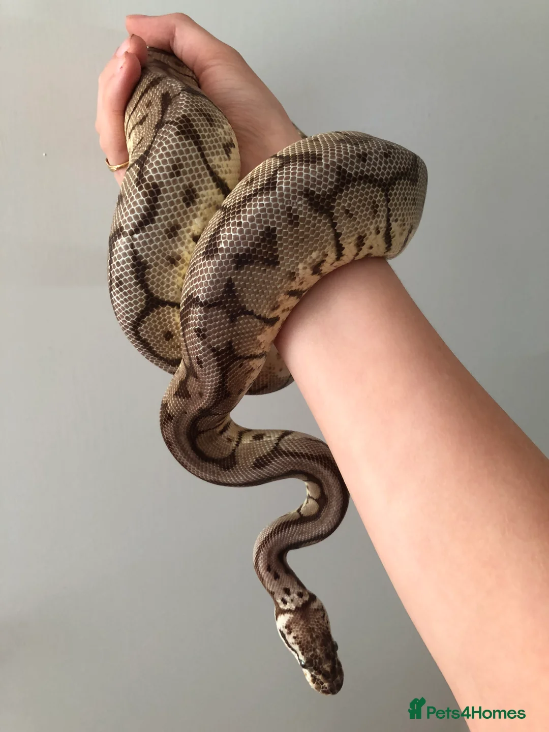 Python Snake reptiles for sale: Pastel-spider Royal Python - Advert 2