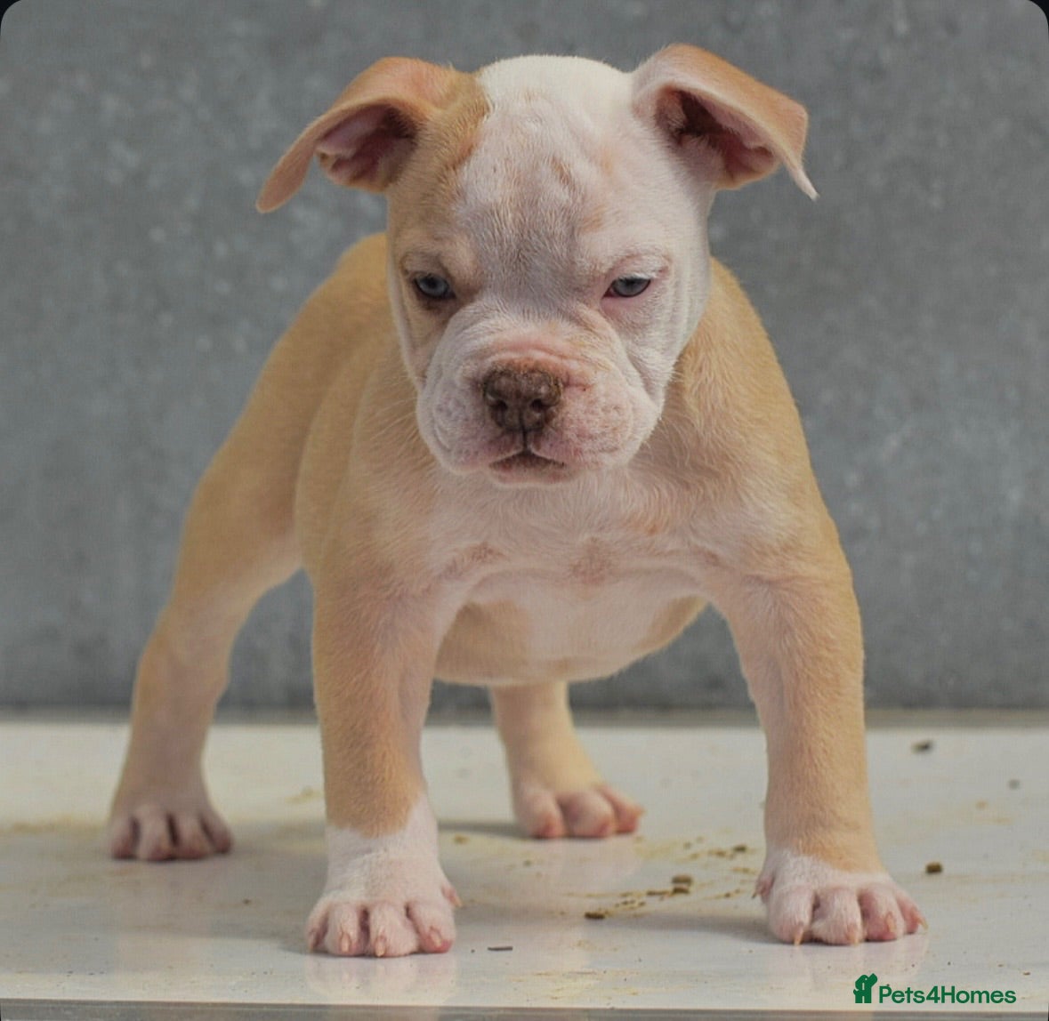 Olde English Bulldogge dogs 24 years 5⭐️Licensed & Registered, uk No 1  - Advert 3