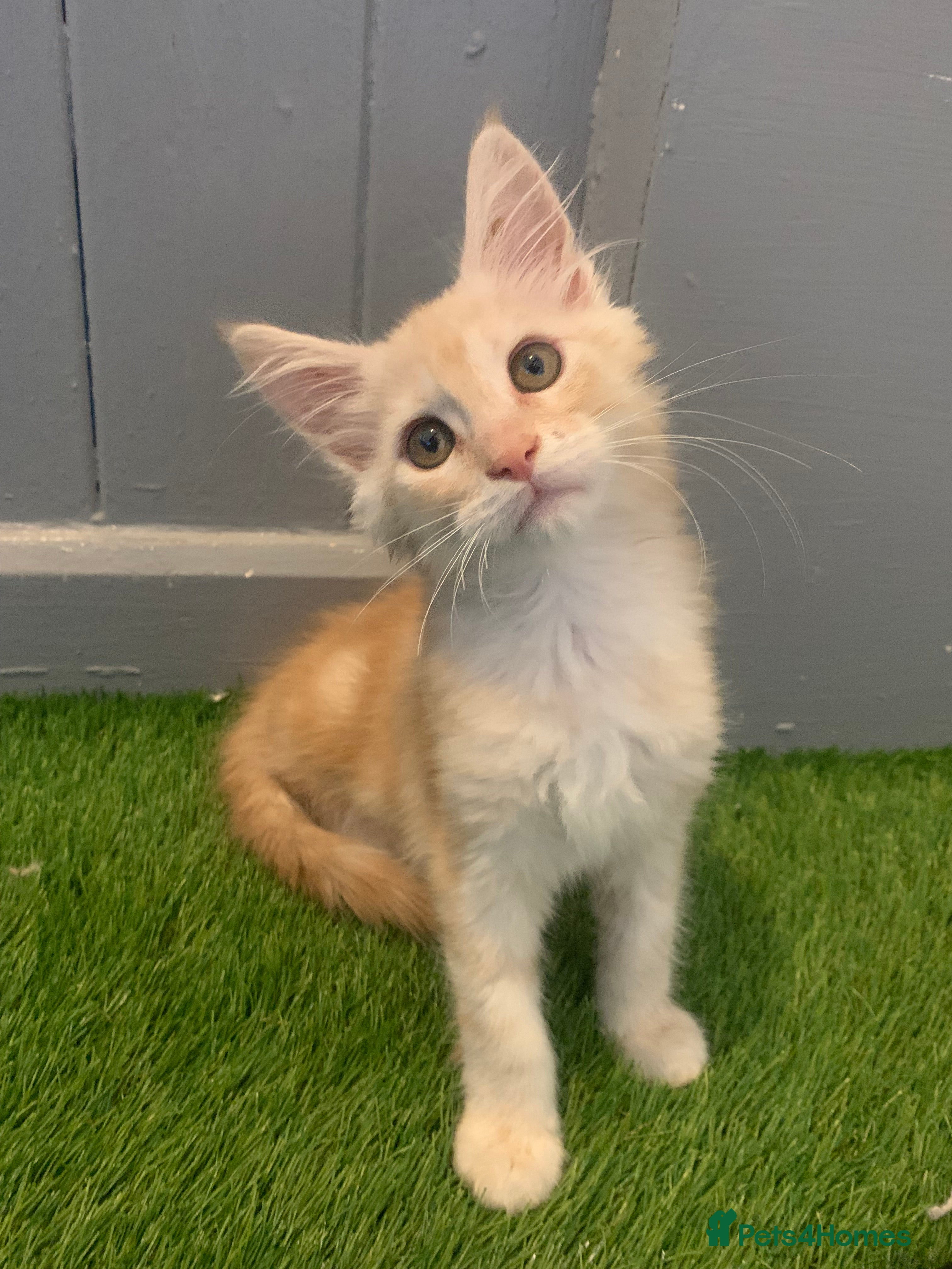 Maine Coon cats Beautiful Maine Coon Kittens  - Advert 5