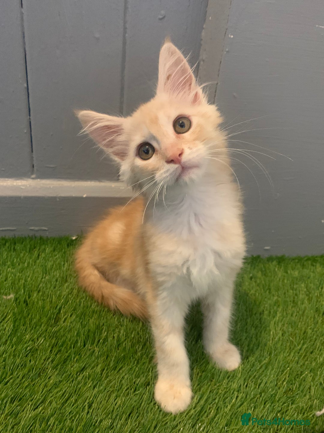 Maine Coon cats for sale: Beautiful Maine Coon Kittens  - Advert 1