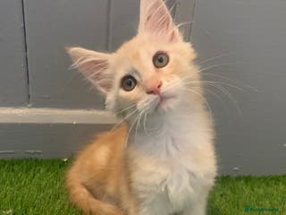 Maine Coon cats Beautiful Maine Coon Kittens - Advert 5