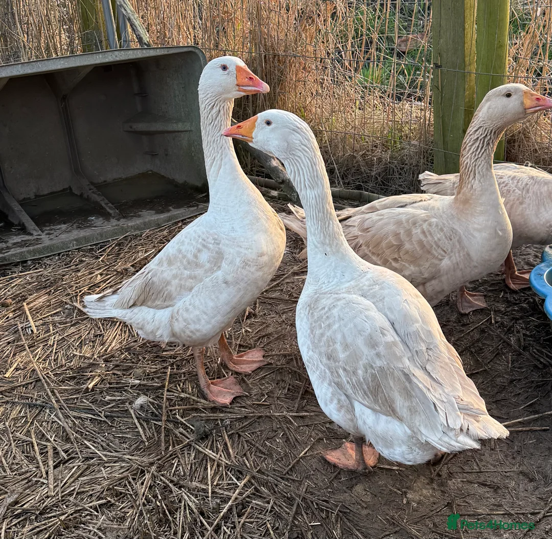 Geese poultry for sale: 2 embden geese  - Advert 2