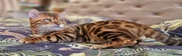 Bengal cats for stud: Bengal cat for stud, Calvin. - Advert 6