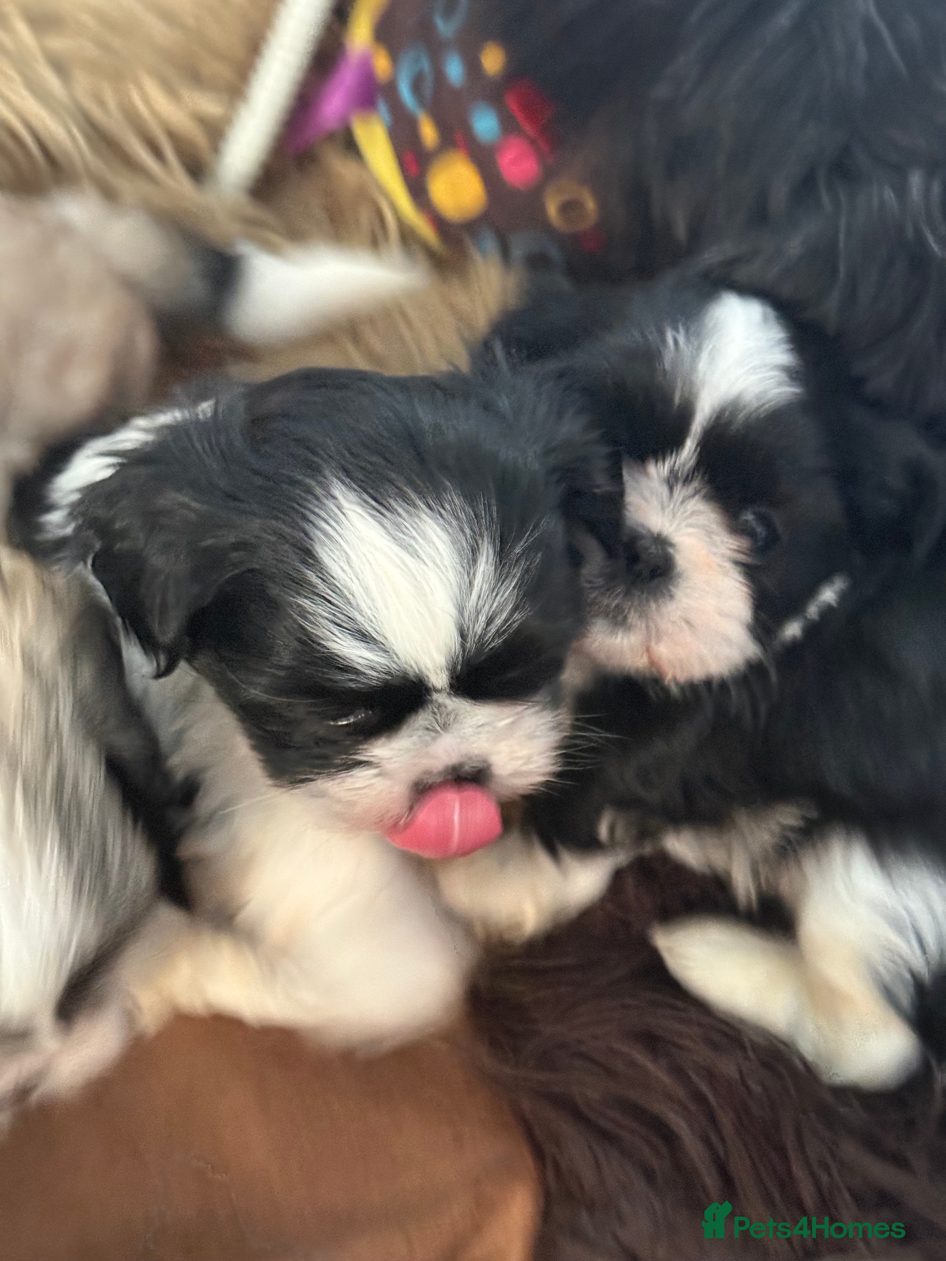 Shih Tzu dogs Super cute Shih tzu pups - Advert 19