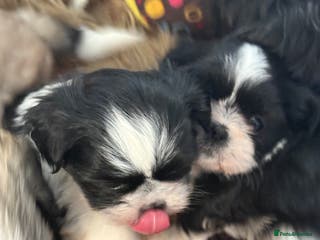 Shih Tzu dogs Super cute Shih tzu pups - Advert 19