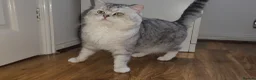 British Shorthair cats for sale: Blue eyed Golden British Shorthair female & male - Advert 30