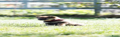 Japanese Shiba Inu 3
